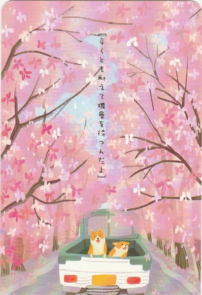 Diary of a Corgi Dog - CD01 - Sakura Street