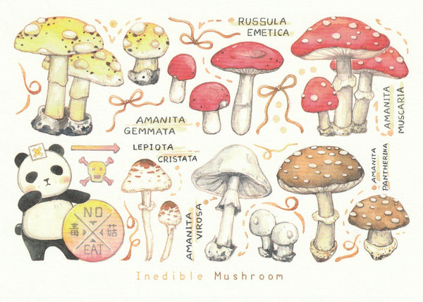 Ever & Ein Postcard - 2021 collection - Mushrooms (Inedible)