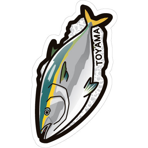 Japan Gotochi (Toyama) Postcard - Japanese Amberjack Fish